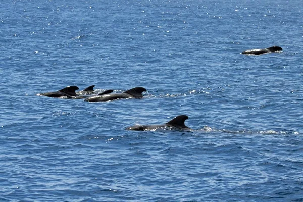 Grupo Ballenas Piloto Aletas Cortas Globicephala Macrorhynchus Islas Canarias España — Foto de Stock