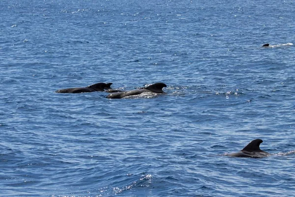西班牙加那利群岛Globicephala Macrorhynchus一群短鳍领航鲸 — 图库照片