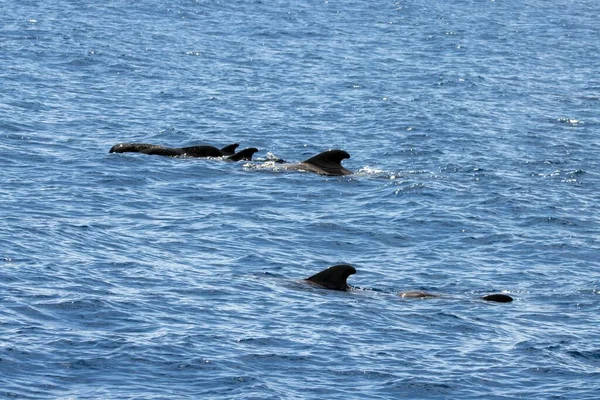 Gruppo Balene Pilota Pinne Corte Globicephala Macrorhynchus Isole Canarie Spagna — Foto Stock
