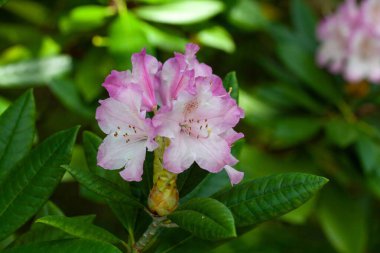 Rododendron türünün çiçekleri, Rododendron insigne, Çin 'den bir tür.. 