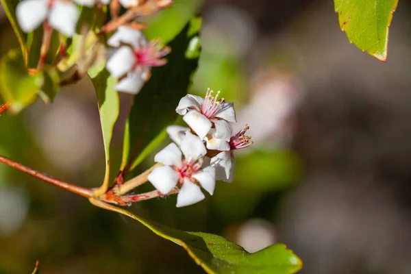 Blomster Fra Indiansk Hagtorn Rhaphiolepis Indica – stockfoto