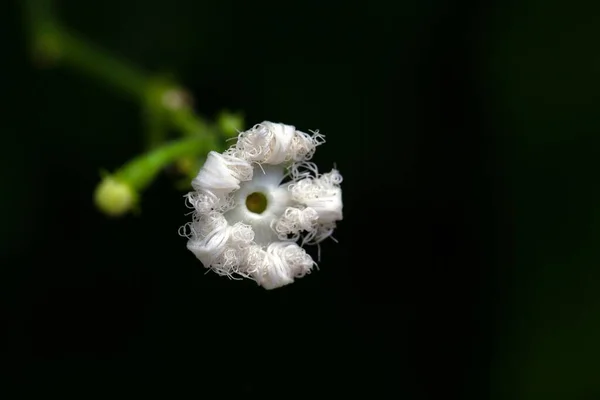 Bloesem Van Een Slang Kalebas Plant Trichosanthes Cucumerina — Stockfoto