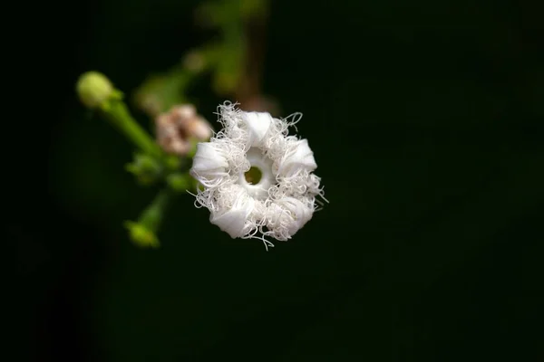 ดอกไม ของพ ชตระก แตงกวา Trichosanthes — ภาพถ่ายสต็อก
