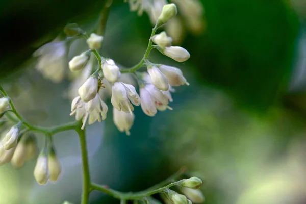 stock image Flowers of an epaulette tree or fragrant epaulette tree, Pterostyrax hispida