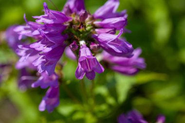 Cascade penstemon çiçekleri, Penstemon serrulatus