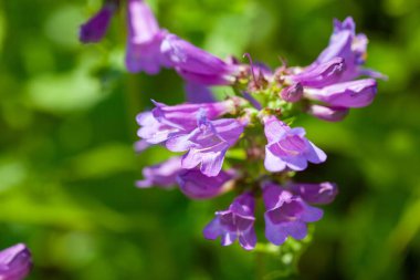 Cascade penstemon çiçekleri, Penstemon serrulatus