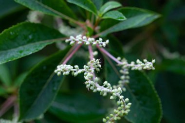 Clethra Barbinervis adında bir Japon Clethra ağacının enfloresanı. 