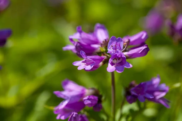 Blüten Eines Kaskadenpenstemons Penstemon Serrulatus — Stockfoto