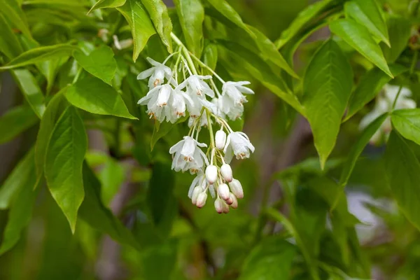 Inflorescencia Bladdernut Caucásico Staphylea Colchica — Foto de Stock