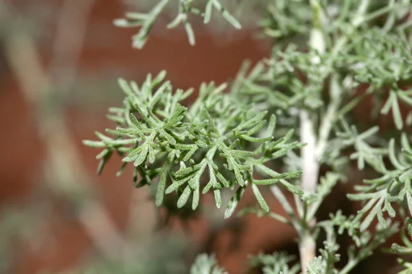 Macro Photo Foliage Fringed Sagebrush Artemisia Frigida Medical Plant — Stock Photo, Image