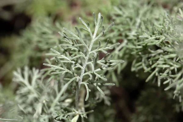 Macro Photo Foliage Fringed Sagebrush Artemisia Frigida Medical Plant — Stock Photo, Image