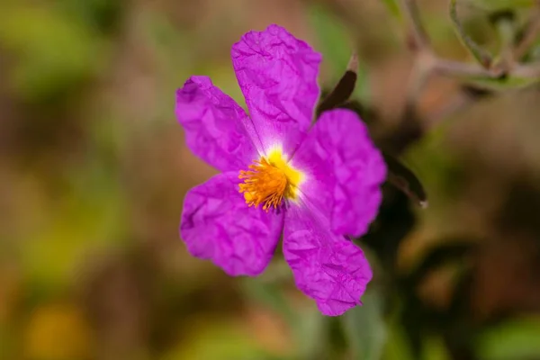 카나리아 제도의 토착종 장미의 꽃차례 Cistus Symphytifolius — 스톡 사진