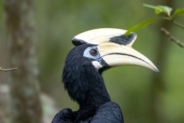 Bir oryantal boynuz gagası, Anthracoceros albirostris, bir mangrov ormanında. 