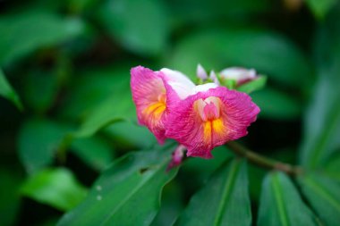 Sarmal kızıl türünün çiçeği Costus guanaiensis