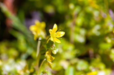 Saxifraga türünün çiçekleri Saxifraga cymbalaria