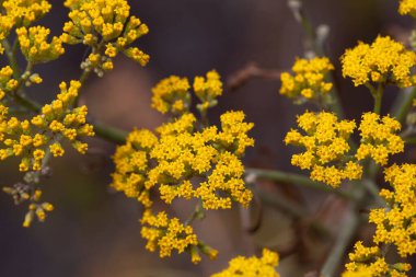 Ayçiçeği türü Gonospermum kanaryası, Kanarya Adaları 'na özgü bir tür.. 