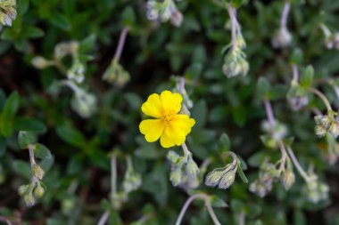 Ağarmış bir kaya gülünün çiçekleri, Helianthemum kanumu