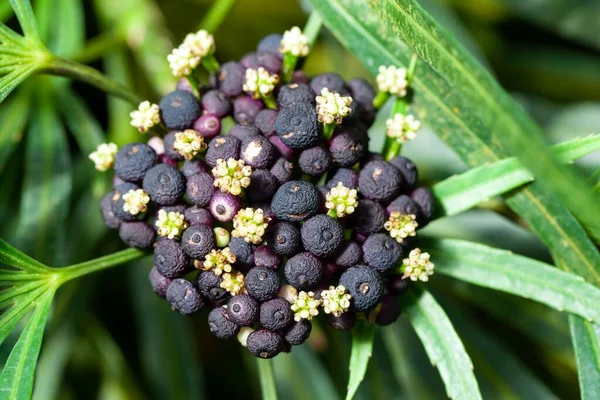 Yeşil bir Aralia çalısı, Osmoxylon serisi. 
