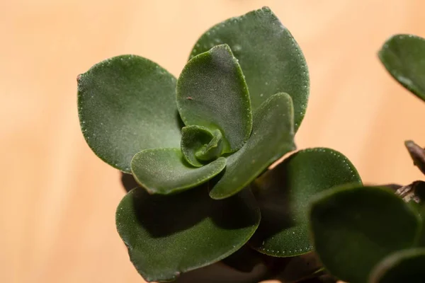 Blätter Einer Taylors Parches Pflanze Crassula Lactea — Stockfoto