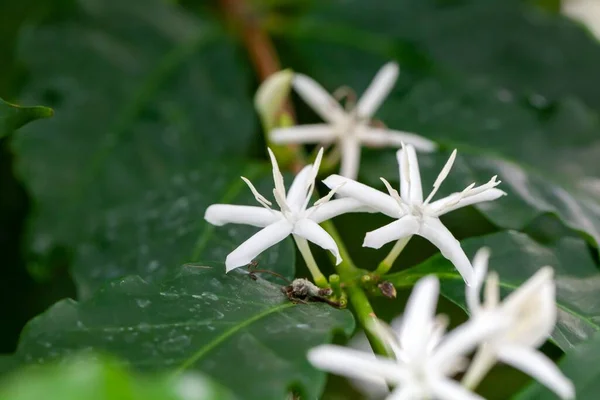Flores Arbusto Coffea Liberica —  Fotos de Stock