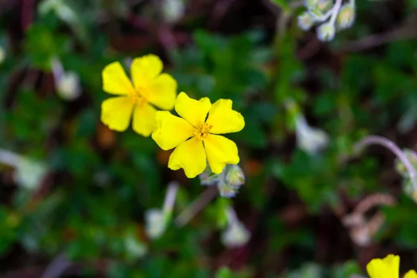 Flores Hoary Rockrose Helianthemum Canum — Fotografia de Stock
