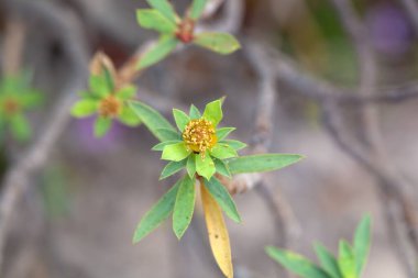 Bir Euphorbia balsamifera çalısının enfeksiyonu