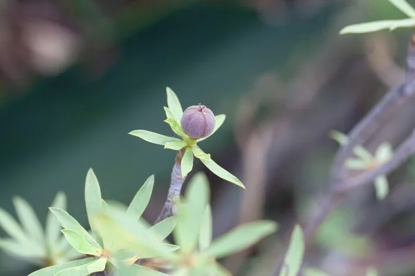 Fruto Arbusto Euforbia Balsamifera — Foto de Stock