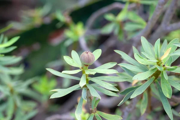 Frucht Einer Euphorbia Balsamifera — Stockfoto