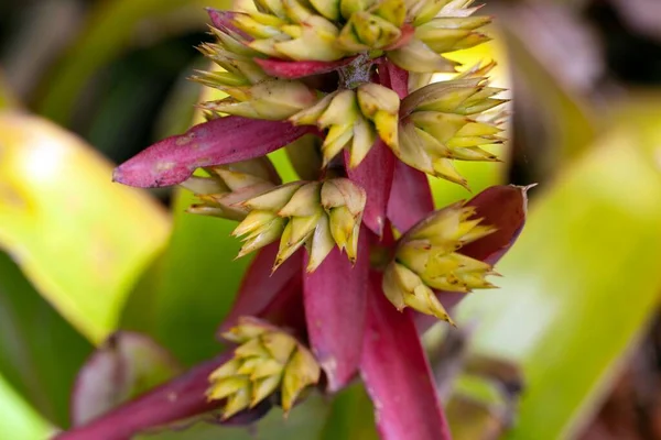 Bir Aechmea aquilega bitkisinin infloresansı