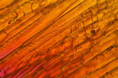 Donmuş kahve mikroskop altında ve polarize ışıkta. 