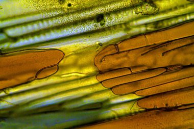 Donmuş kahve mikroskop altında ve polarize ışıkta. 