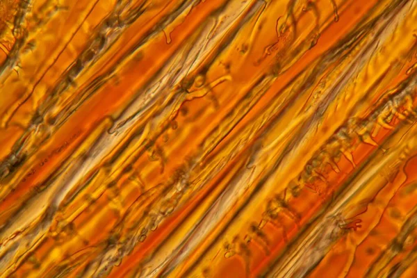 Заморожена Кава Під Мікроскопом Поляризованому Світлі Стокова Картинка