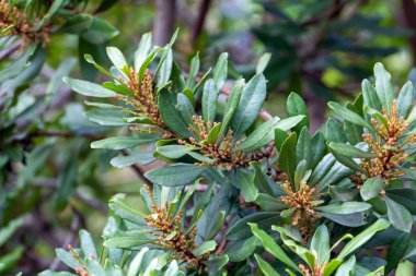 Kanarya Adaları ve Azorlar 'ın endemik bir türü olan Myrica faya, bir ateş ağacının bitki örtüsü ve kabarıklığı.. 