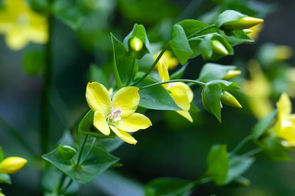 Blommor Ixanthus Viscosus Endemisk Växt Kanarieöarna — Stockfoto