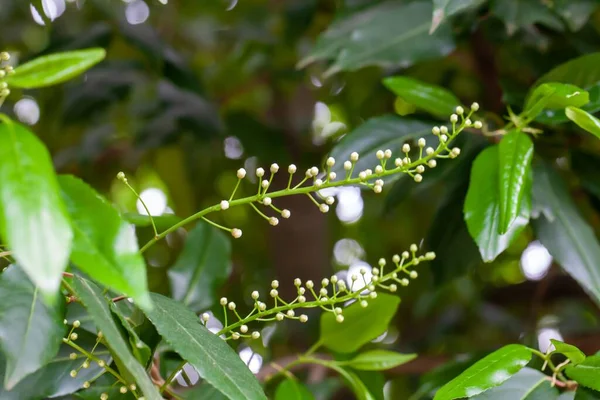 포르투갈 Laurel 나무의 Prunus Lusitanica — 스톡 사진