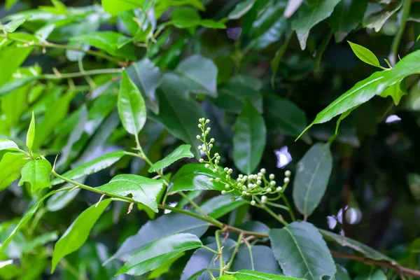Hojas Inflorescencia Cerezo Laurel Portugués Prunus Lusitanica — Foto de Stock