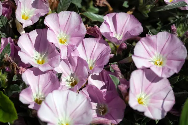 Цветы Вида Утренней Славы Convolvulus Boissieri — стоковое фото