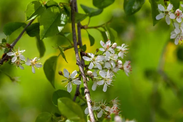 Kwiaty Drzewa Wiśni Mahaleb Prunus Mahaleb — Zdjęcie stockowe