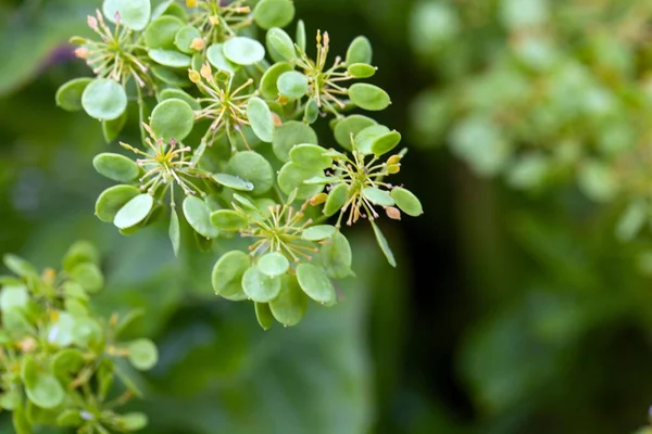 Nasiona Rzeżuchy Czosnkowej Peltaria Alliacea Roślinie — Zdjęcie stockowe