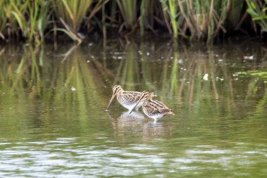 Sıradan çulluklar, Gallinago gallinago, gölün kıyısındaki sığ suda