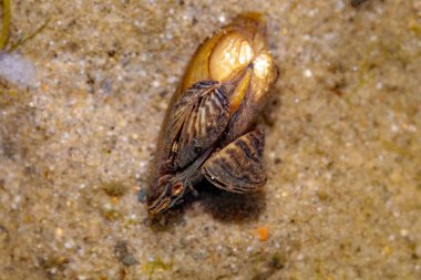 Zebra midyesi, Dreissena polimorfa, bir boyacı midyesinde yetişmiş, kumlu tortu ve sığ suda.. 