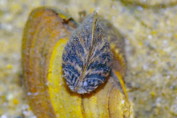 Μύδια Ζέβρα Dreissena Polymorpha Καλλιεργημένα Μύδια Ζωγράφων Αμμώδη Ιζήματα Και — Φωτογραφία Αρχείου