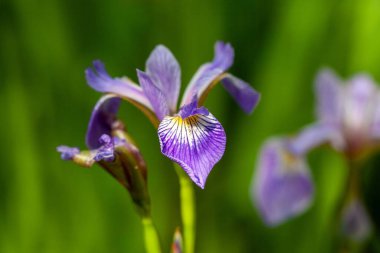 Japon su zambağı, Iris ensata