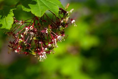 Asma akçaağaç salgısı, Acer circinatum