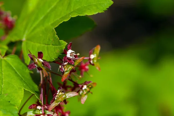 Inflorescence Érable Vigne Acer Circinatum — Photo