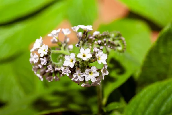 Weiße Blüten Eines Gartenheliotrops Heliotropium Arborescens — Stockfoto