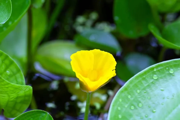Цвітіння Водяного Маку Hydrocleys Marti — стокове фото