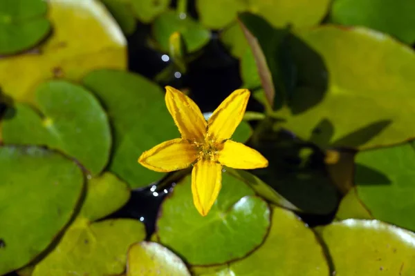 Цвітіння Облямованої Водяної Лілії Nymphides Peltata — стокове фото