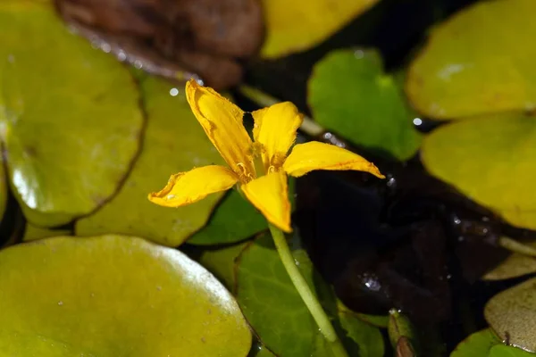 Цвітіння Облямованої Водяної Лілії Nymphides Peltata — стокове фото