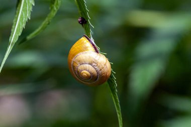 Sarı renkli salyangoz, Cepaea nemoralis, bir bitki üzerinde.. 